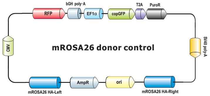 mROSA26-donor-control