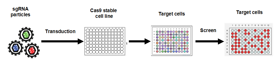 Illustration-of-CRISPR_Cas9-mediated-genome-editing