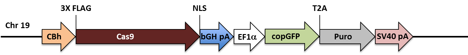 GeneHero™ Cas9 预制稳转株