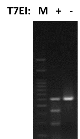 Cas9 stable cell lline T7EI assay validation