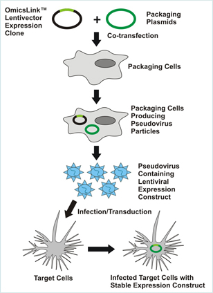 Lentivirus generation