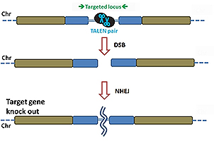 TALEN-mediated_gene_knockout_A-m