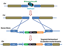 TALEN-mediated_gene_knockout_B-m