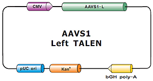 AAVS1_Left_TALEN-m