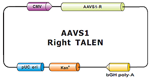 AAVS1_Right_TALEN-m