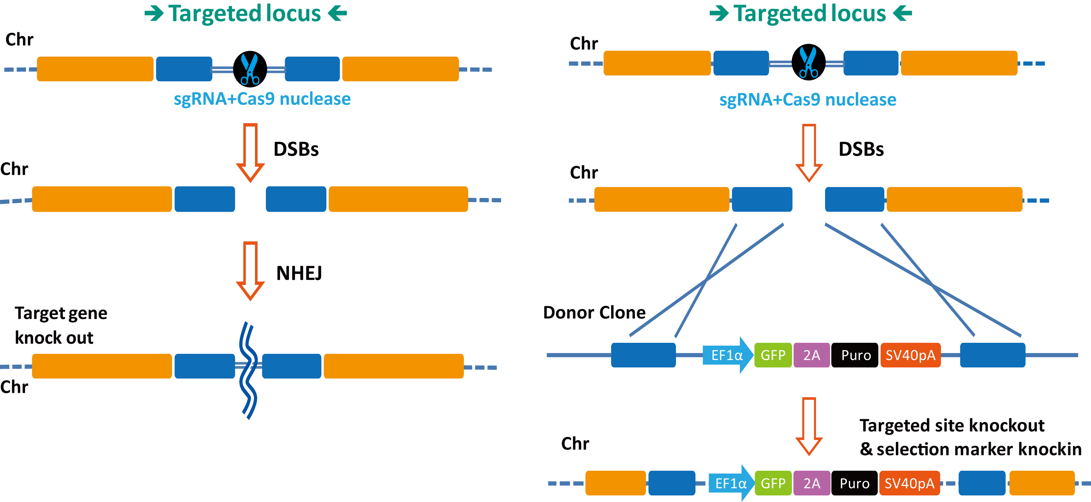 sgRNA-guided-gene-engineering_A-s