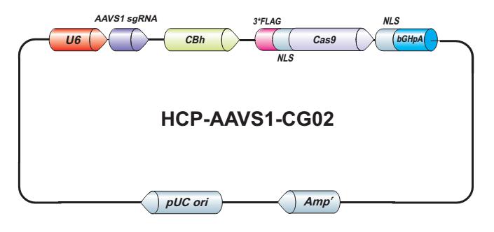 AAVS1_Donor_clone-m