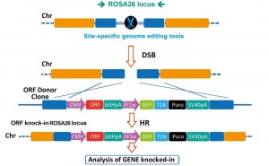 CRISPR-/TALEN-mediated mouse ROSA26 knockin