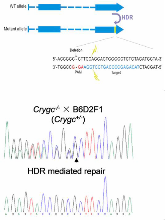 TALEN-mediated_gene_knockout_A-m