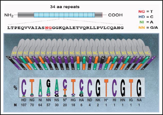 TALEN-mediated_gene_knockout_A-m