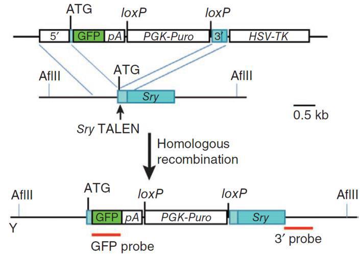 TALEN-mediated_gene_knockout_A-m