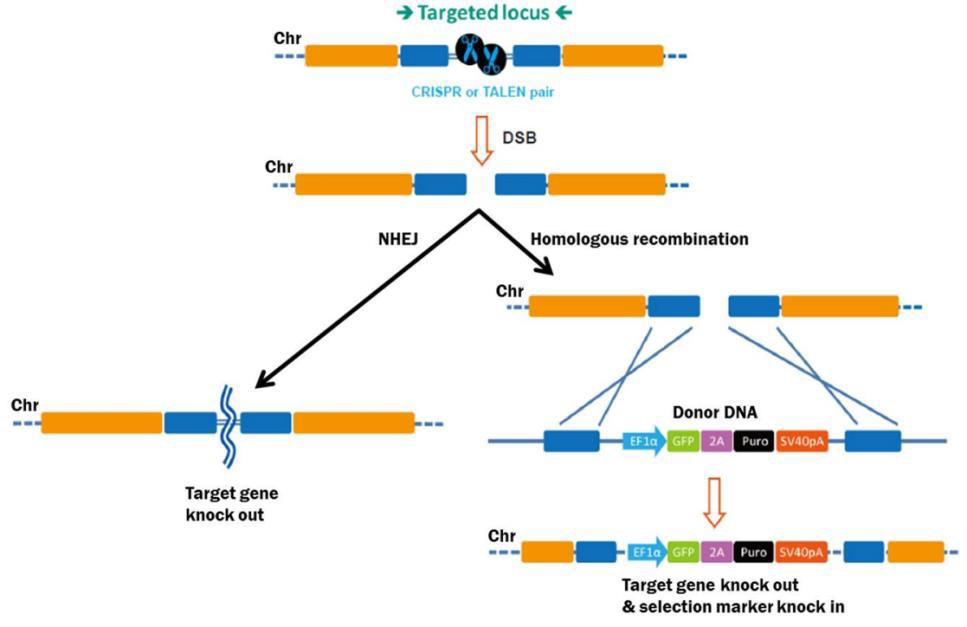 GE: Which Should I Choose, TALEN or CRISPR | Genecopoeia