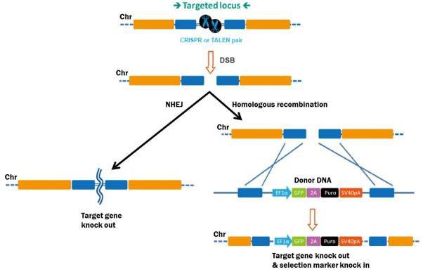 TALEN-mediated_gene_knockout_A-m