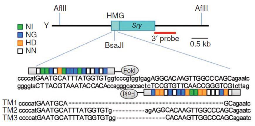 TALEN-mediated_gene_knockout_A-m