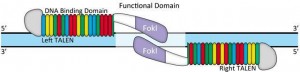 Typical TALEN design
