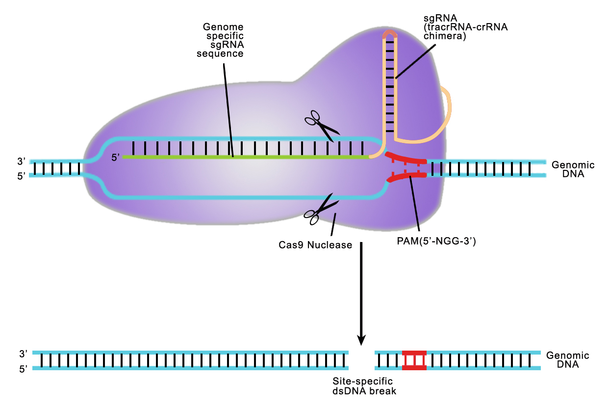 Genome modification