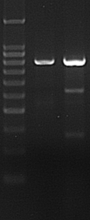 T7 Endonuclease I Assay Kit GeneCopoeia  Genecopoeia