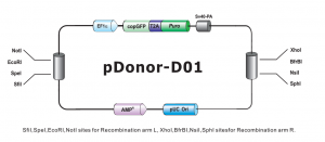 pDonor-D01 donor vector structure with MCS