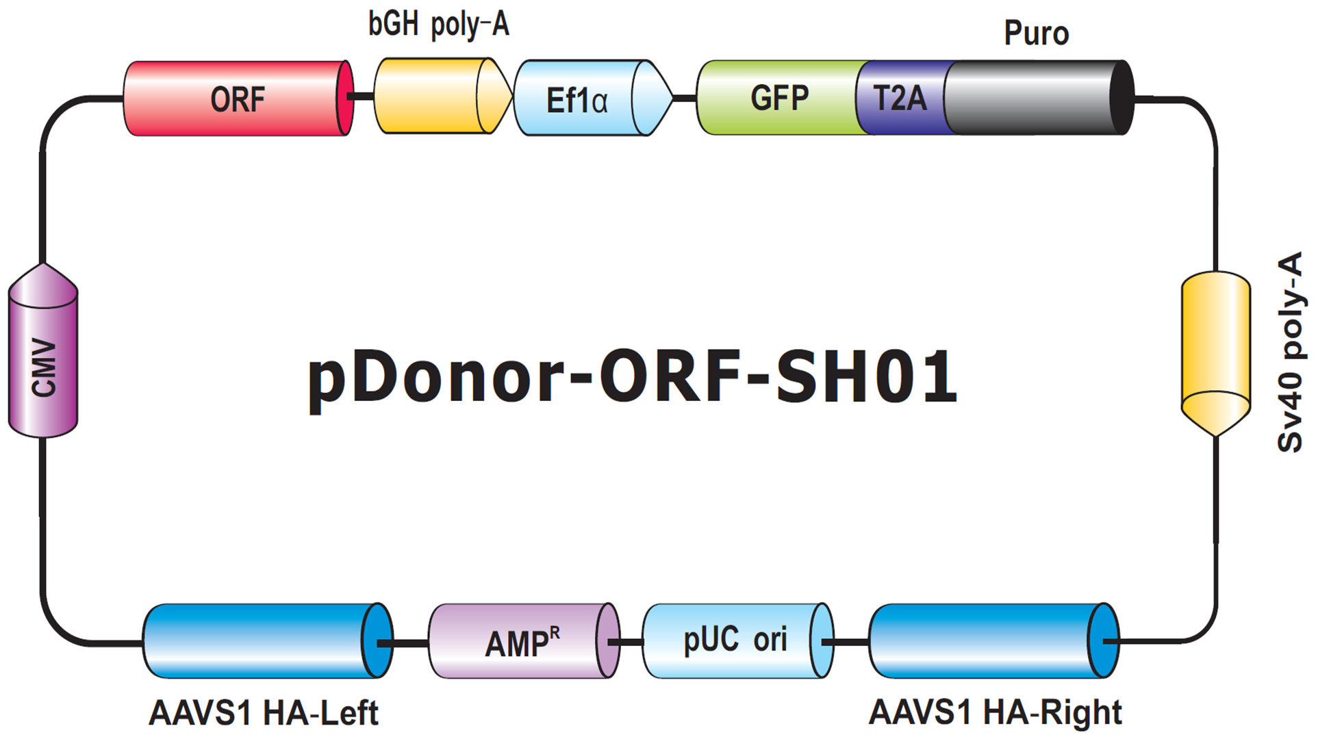 pDonor-SH01-modifed