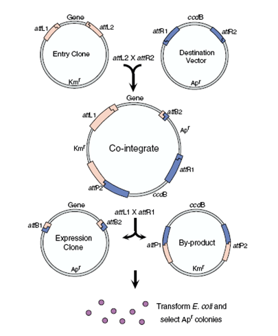 Korea renere Hvad angår folk LR Recombinase Enzyme Mix Kit, vector | Genecopoeia