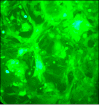 SL003 (NCI-H1975 Lung Cancer Cell Line)