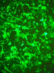 SL103 (NCI-H1975 Lung Cancer Cell Line)