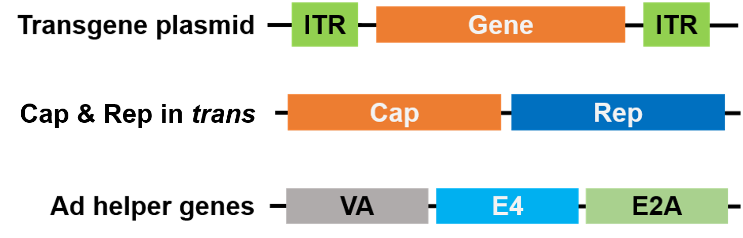 AAV packaging plasmids