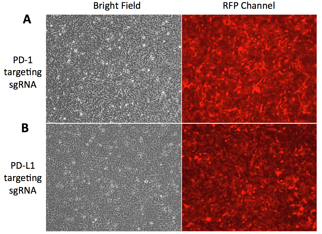 sgRNA Lentiviral Particle Transduced 293 Cells