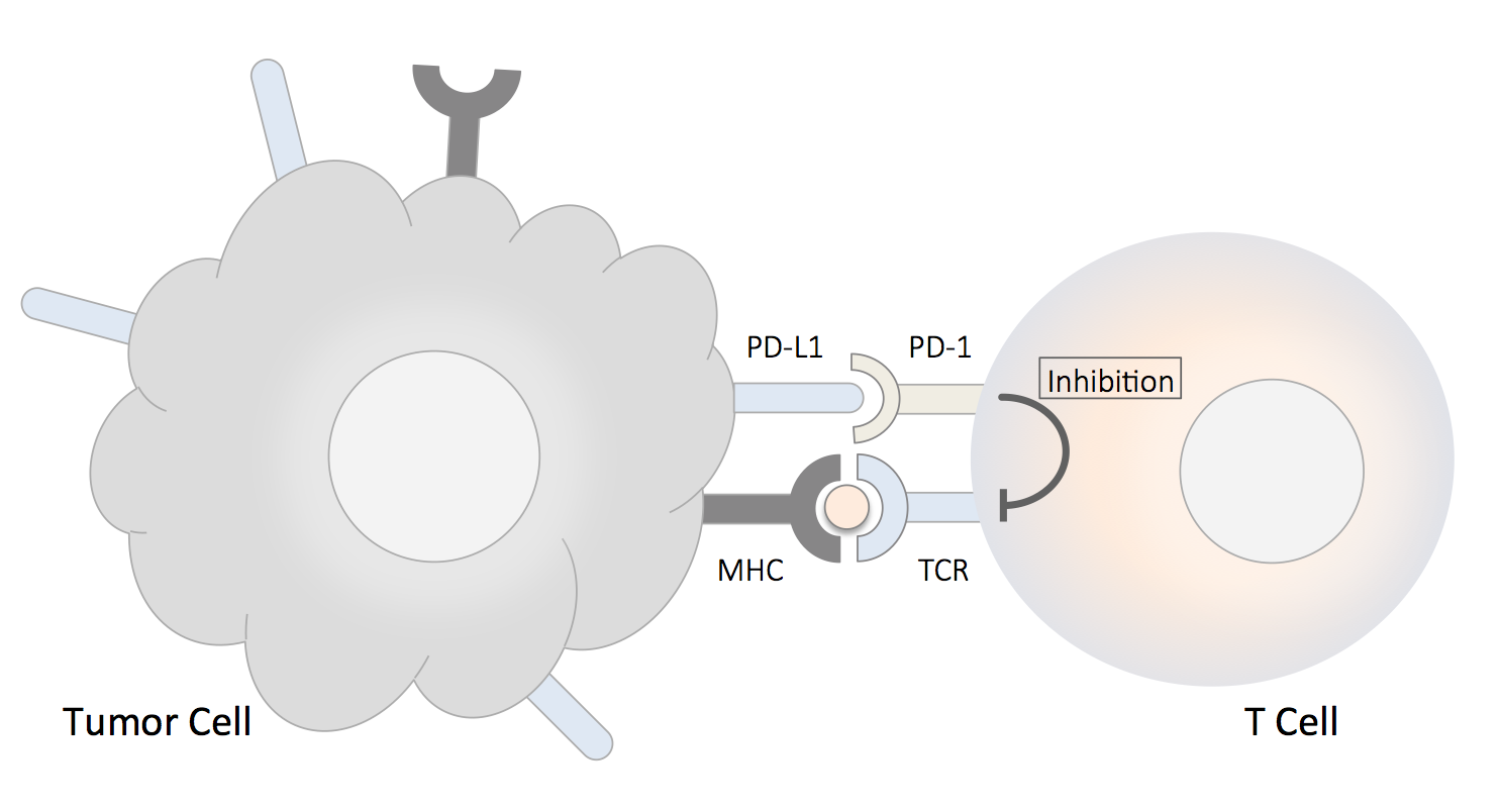 PD-1, PD-L1 Pathway