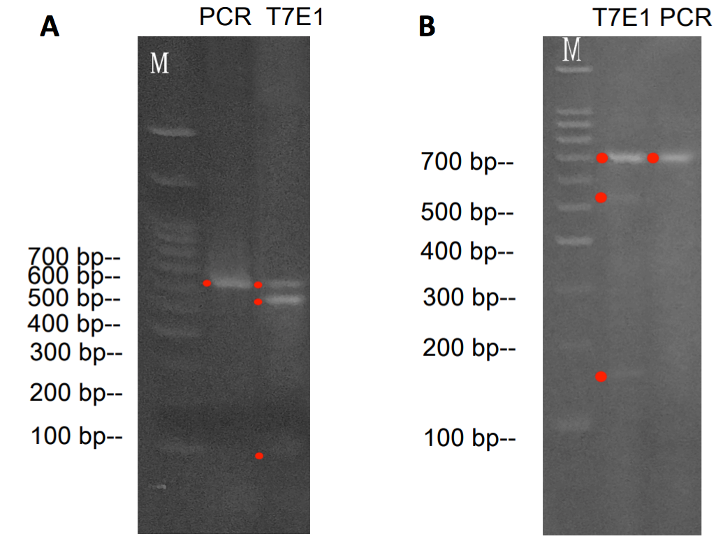 Validation by T7EI Assay