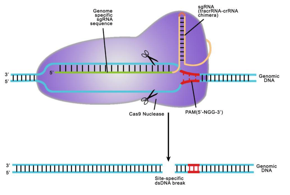 how CRISPR works
