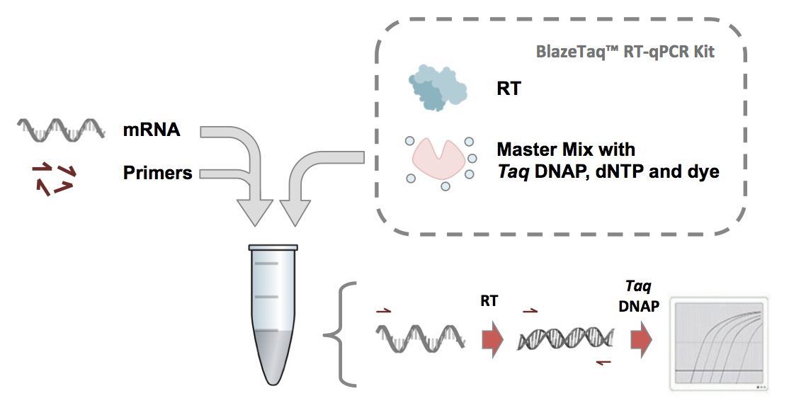 BlazeTaq™ RT-qPCR Kit | Genecopoeia