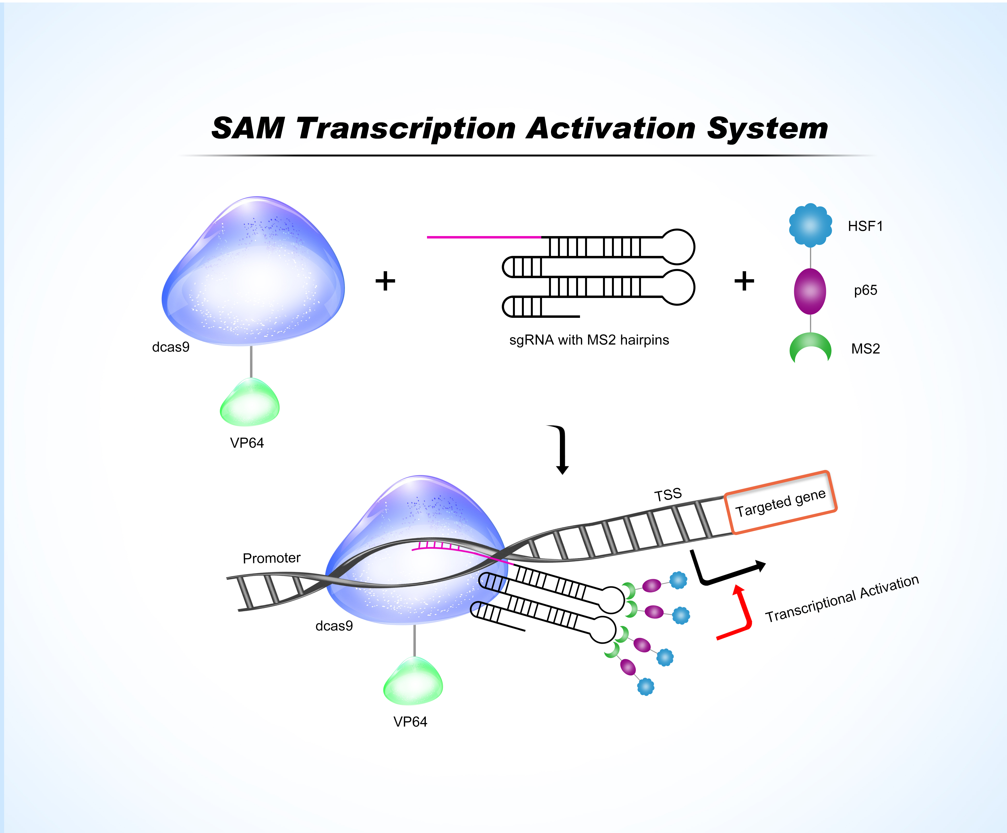 SAM Transcription activation by CRISPRa cell line expressing dCas9-VP64 and MPH