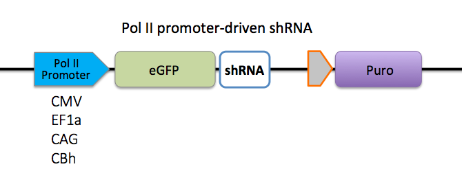 pol II启动子驱动的shRNA