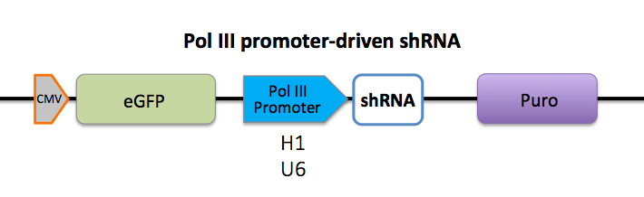 pol III启动子驱动的shRNA