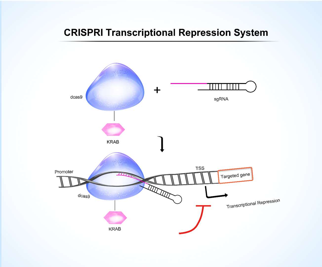 CRISPRi Transcription inhibition by CRISPRi cell line expressing dCas9-KRAS