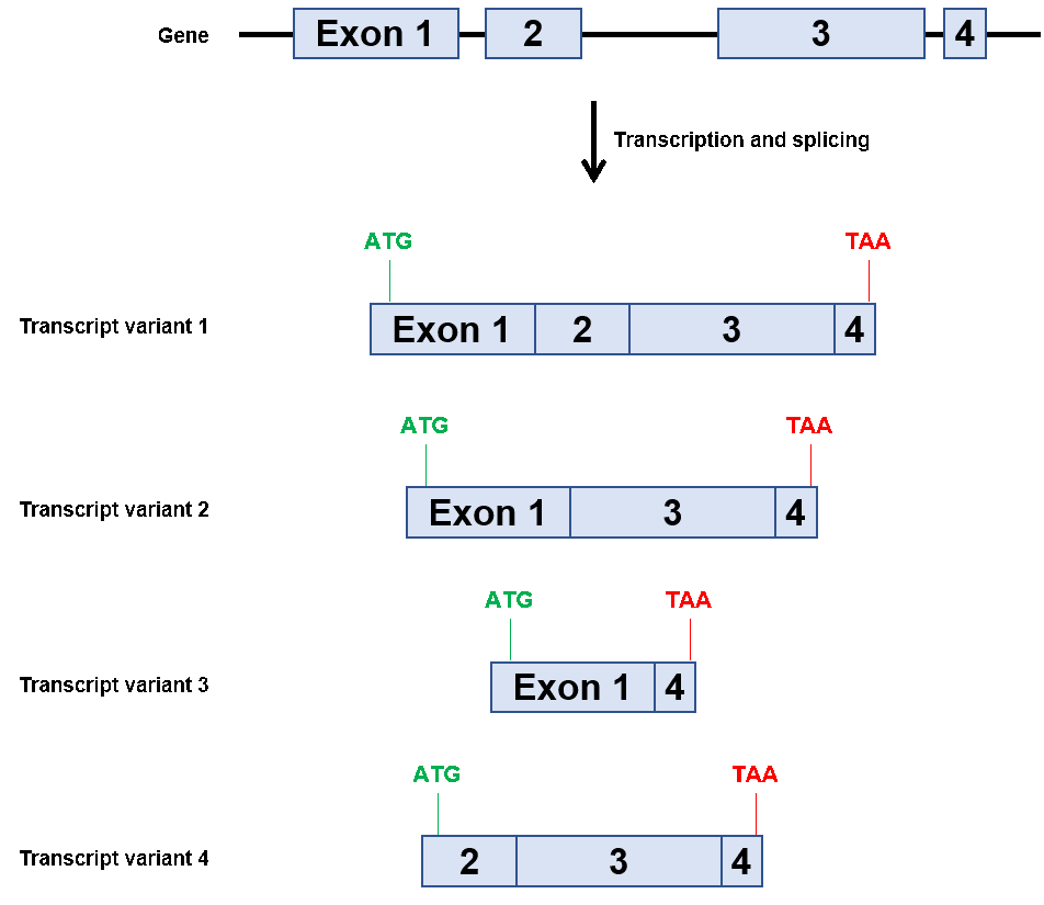 The role played by alternative splicing in antigenic variability