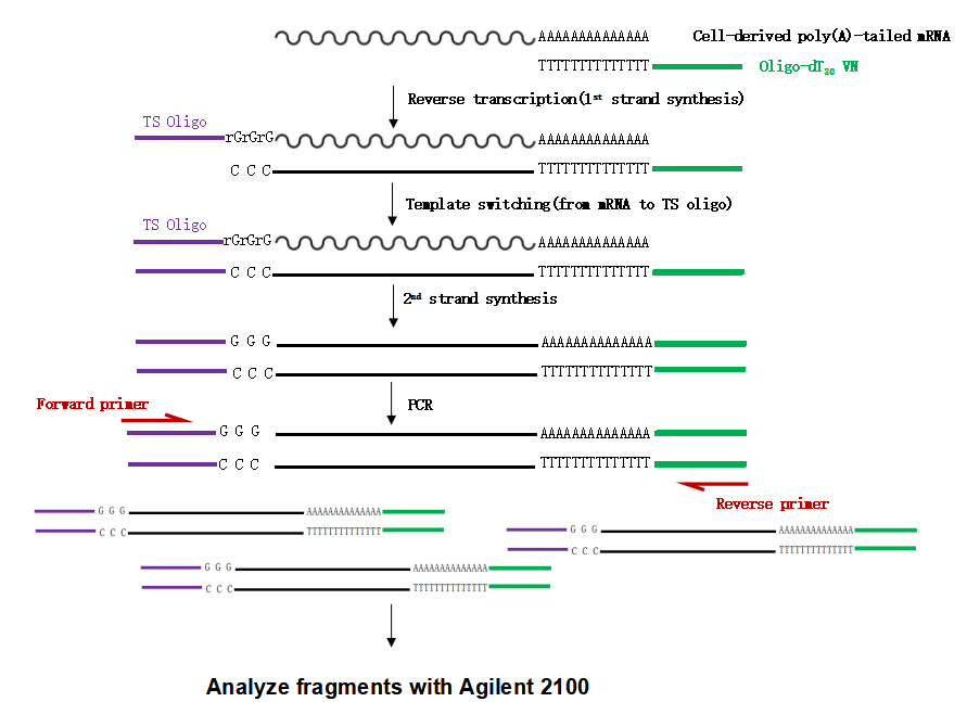 MMLV High Performance Reverse Transcriptase Kit