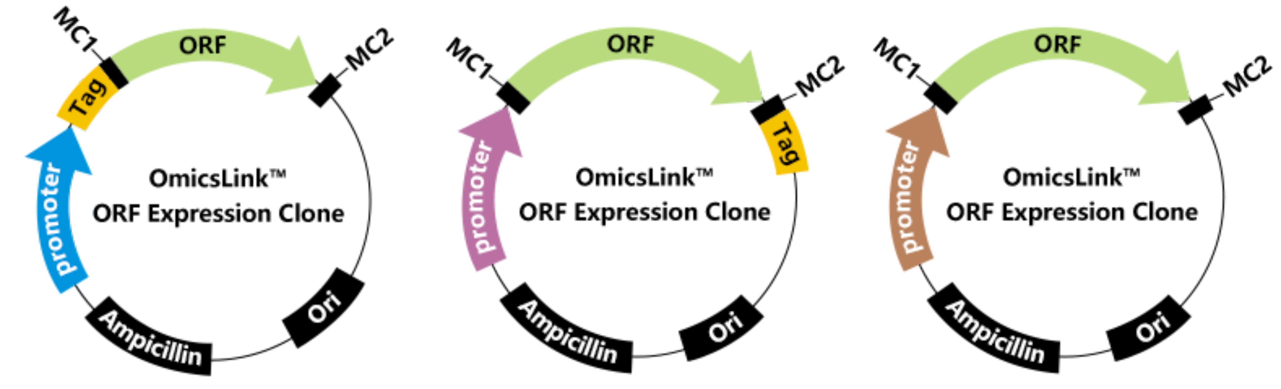 OmicsLink™ Expression-Ready ORF cDNA Vectors | GeneCopoeia™