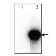 Omicslink Anti Ha Tag Antibody Igg3 Antibody Genecopoeia