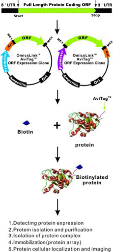 AviTag ORF clone to biotinylated protein