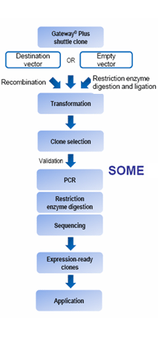 Cloning process from Gateway PLUS Shuttle ORF cDNA clones