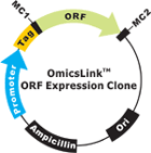 HaloTag ORF cDNA clones