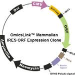 OmicsLink ORF cDNA clones with IRES element