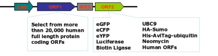 Choice of co-expressing any reporter gene with IRES element
