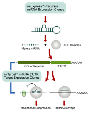 The 3 Utr Of Mammalian Th Mrna Is Highly Conserved And Contains Three