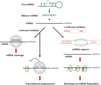 miArrest™ miRNA Inhibitors