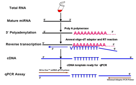 MMLV High Performance Reverse Transcriptase Kit