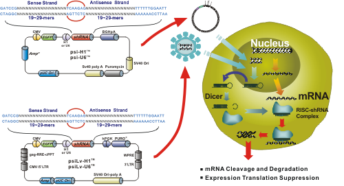 shRNA clones