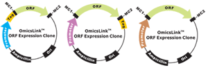 Expression-ready OmicsLink ORF cDNA clones